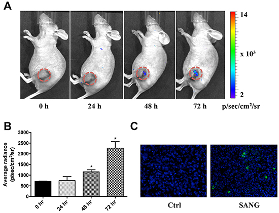 In vivo real time imaging of SANG-induced apoptosis.