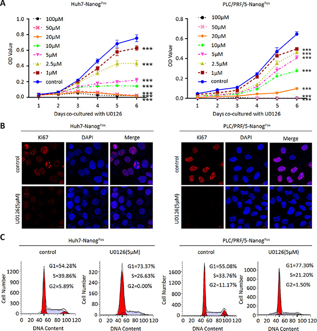 MEK1 inhibitor decreases liver CSCs proliferation ability in vitro.