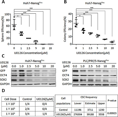 MEK1 signaling activity is required for the maintenance of liver CSC self-renewal.