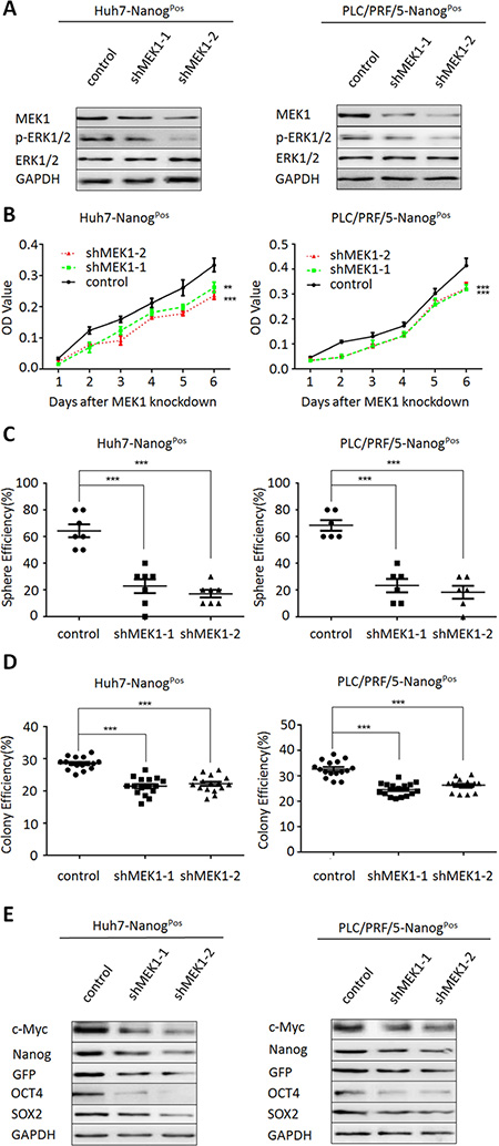 MEK1 knockdown suppresses liver CSC self-renewal and tumorgenetic capacity.