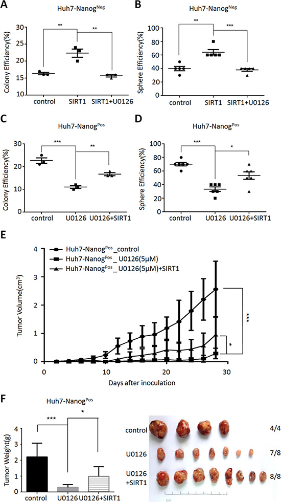 MEK1 maintains liver CSC self-renewal dependent on SIRT1.