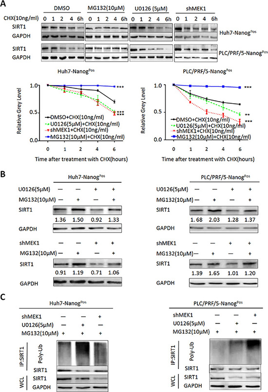 MEK1 keeps SIRT1 protein stability through proteasomal degradation inhibitory.