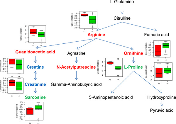 Metabolites involved in arginine and proline pathway that significantly differed by IDH mutation status.