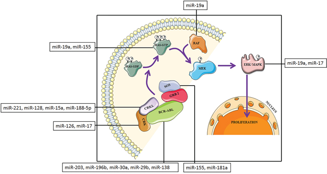 Schematic representation of MAPK protein cascade downstream of BCR-ABL transformed cells with miRNAs that target MAPK signaling pathway components.