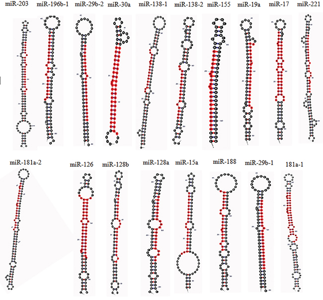 The Stem-loop structure of human miRNAs related to MAPK signaling pathway in CML, (determined by miRNAMAP; http://mirnamap.mbc.nctu.edu.tw/) [143].