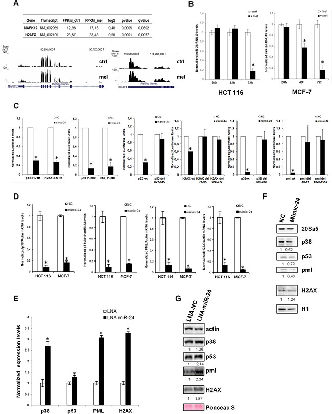 miR-24 targets the melatonin-p53 pathway.
