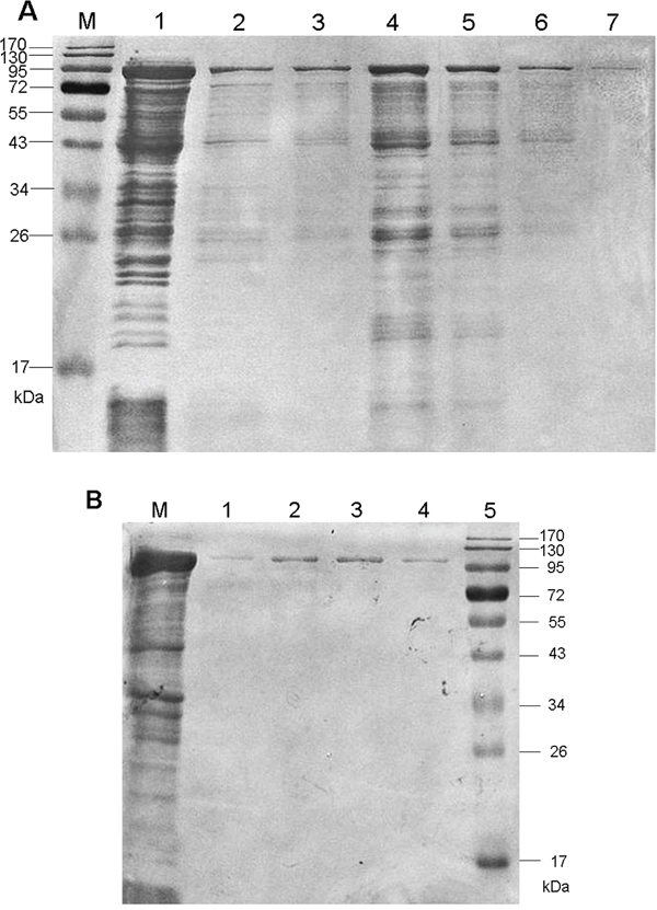 SDS-PAGE analyses of the purified recombinant proteins.