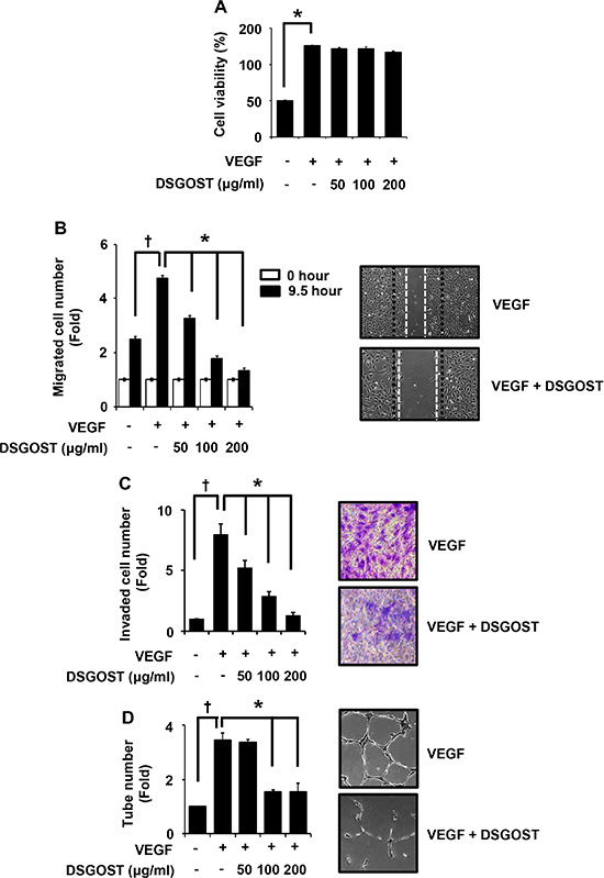 DSGOST inhibition of VEGF-induced angiogenic abilities in vitro.