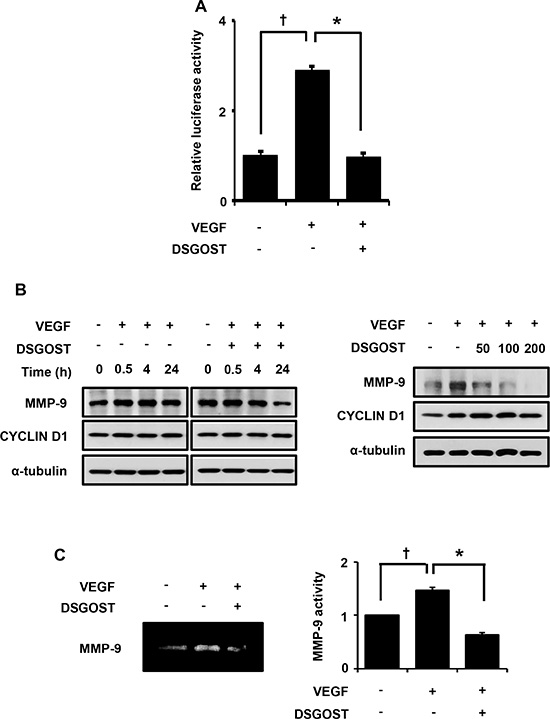 DSGOST inhibits VEGF activation of NF-&#x03BA;B signaling. (A)