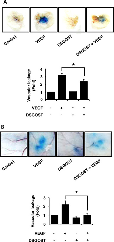 The effect of vascular permeability in vivo by DSGOST treatment.