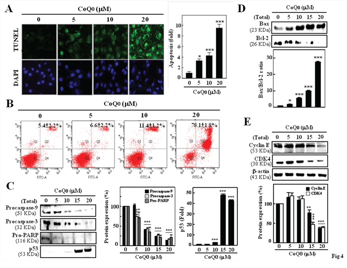 CoQ0 induced apoptosis and G1 cell-cycle arrest in melanoma B16F10 cells.