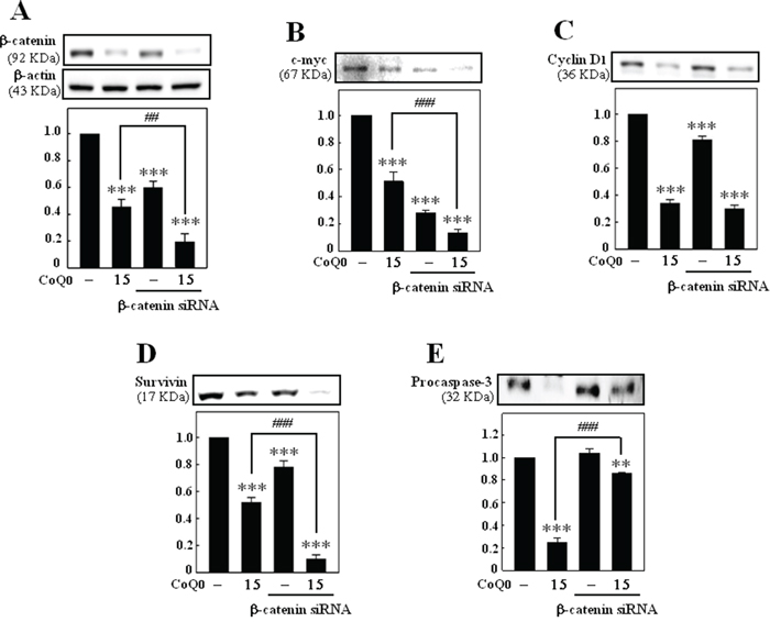 &#x03B2;-catenin siRNA enhances the anti-tumor effects of CoQ0.