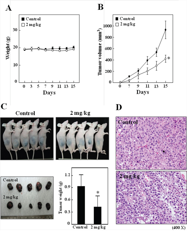 In vivo inhibition of B16F10 xenografted proliferation by CoQ0.