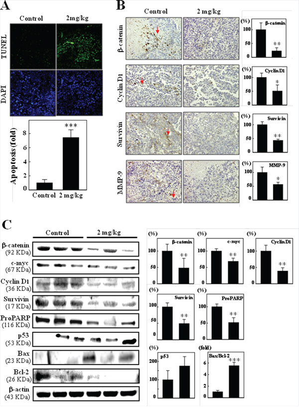 Immunohistochemical staining and western blotting of proliferation, apoptosis, and migration/invasion by CoQ0 in B16F10 xenografted tumors.