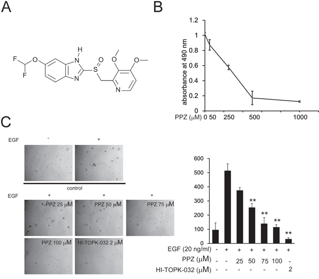 Pantoprazole inhibits EGF-induced anchorage-independent growth of JB6 Cl41 cells.