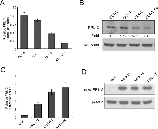 PRL-3 expression in lung cancer cell lines with increasing invasiveness and transfectants.