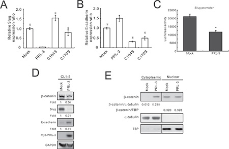 Slug reduction and E-cadherin promotion by PRL-3 overexpression.