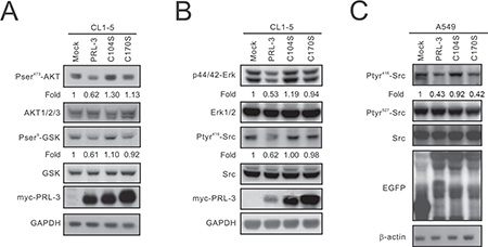 The inhibitory effect of PRL-3 on the AKT-GSK3&#x03B2; pathway and SRC and ERK1/2 activation.