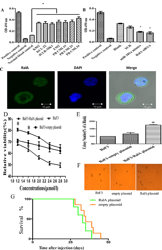 RalA GTPase activity is increased in CML cells.