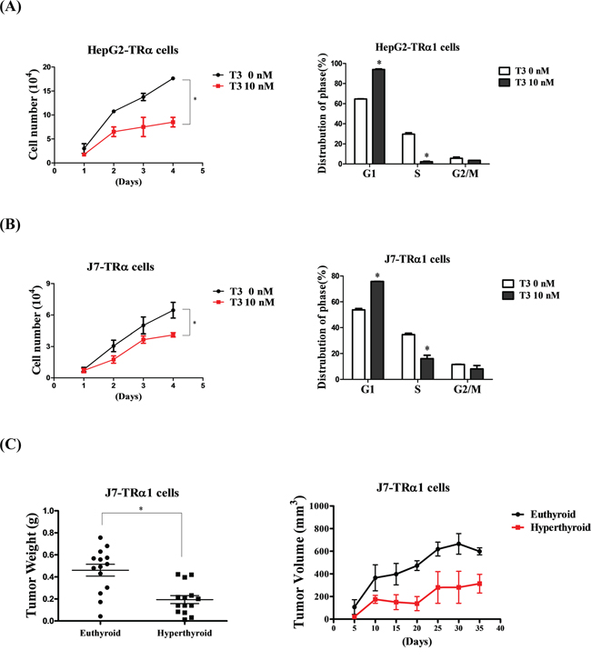 T3/TR suppresses cell proliferation and the cell cycle in vitro and in vivo.
