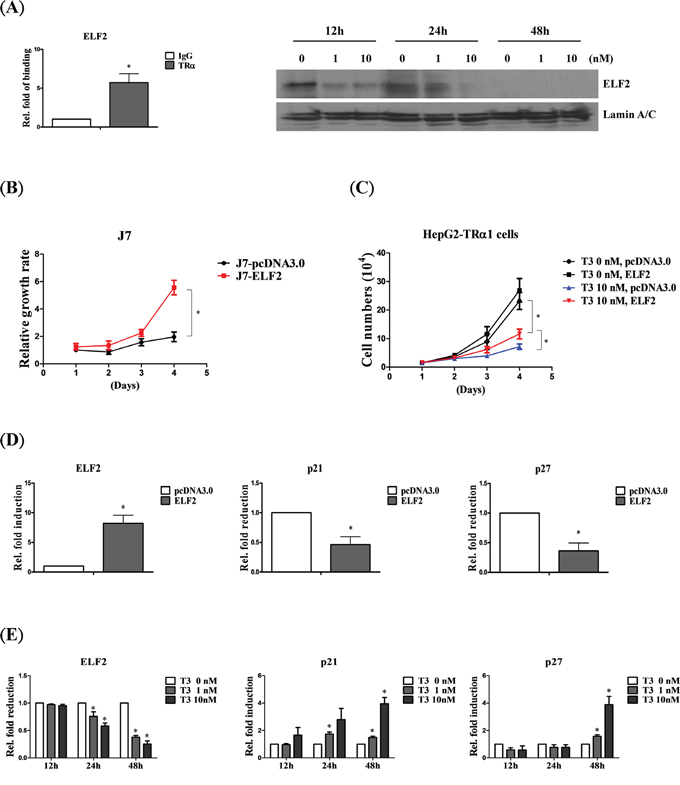 ELF2 is negatively regulated by T3/TR to suppress cell proliferation.
