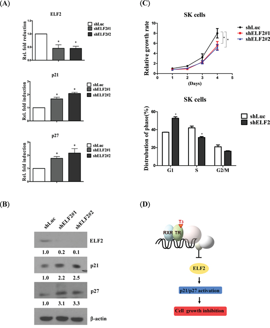 ELF2 depletion suppresses cell proliferation via p21 and p27 activation.