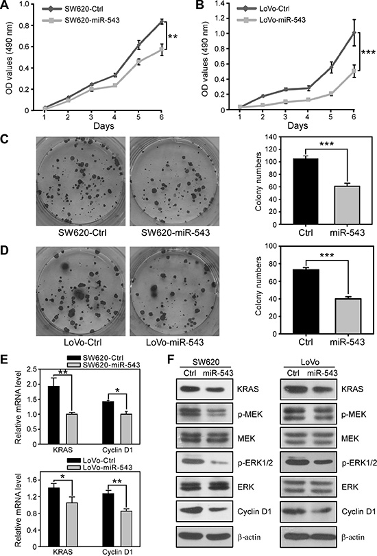 miR-543 overexpression inhibits the proliferation of CRC cells in vitro.