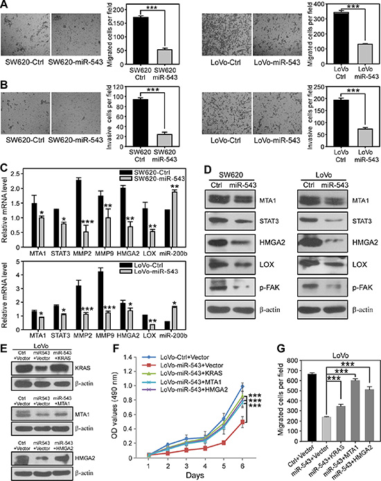 miR-543 overexpression suppresses the migration and invasion of CRC cells in vitro and re-expression of KRAS, MTA1 and HMGA2 reverses the miR-543-induced effects on CRC cells.