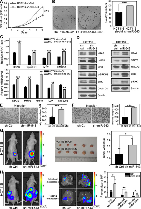 miR-543 knockdown promotes the proliferation, invasion and metastasis of HCT116 cells in vitro and in vivo