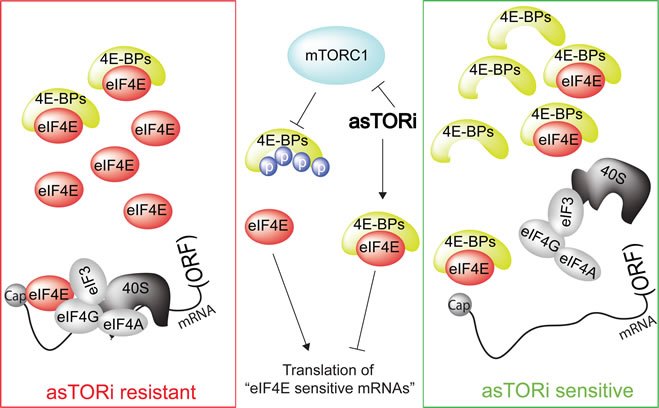 Sensitivity of tumor to asTORi as a function of eIF4E/4E-BP ratio.