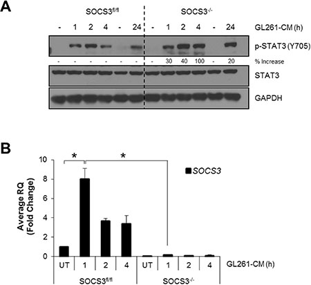 SOCS3-deficient macrophages exhibit prolonged activation of STAT3 when exposed to GL261 conditioned medium.