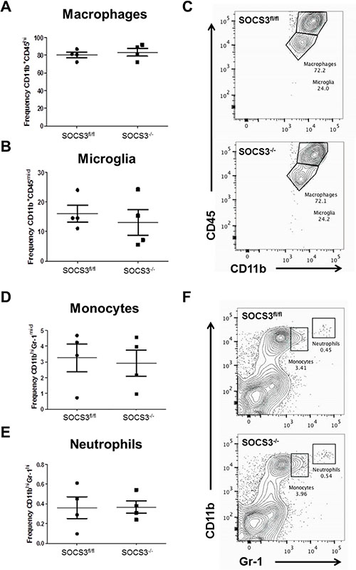 Loss of SOCS3 in myeloid cells does not affect the quantity of myeloid cell tumor infiltration.
