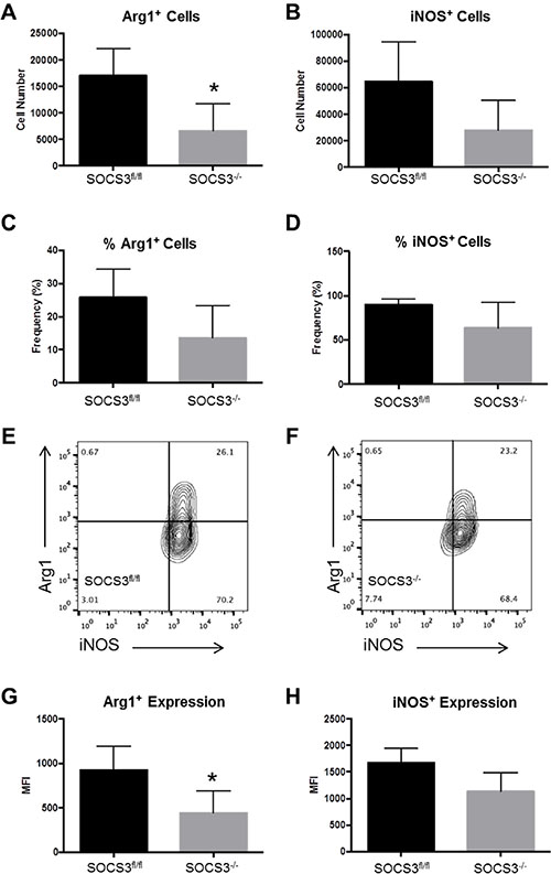 SOCS3&#x2212;/&#x2212; mice with intracranial tumors have diminished numbers of infiltrating Arg1+ M2 polarized cells compared to SOCS3fl/fl mice.