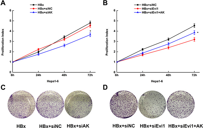 Overexpression of lncRNA-AK015487 partially recovers the cell proliferation activity suppressed by Evi1 inhibition in mouse hepatoma cells expressing HBx.