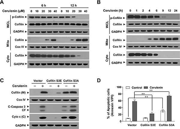 Cerulenin induces the dephosphorylation and mitochondrial translocation of cofilin.