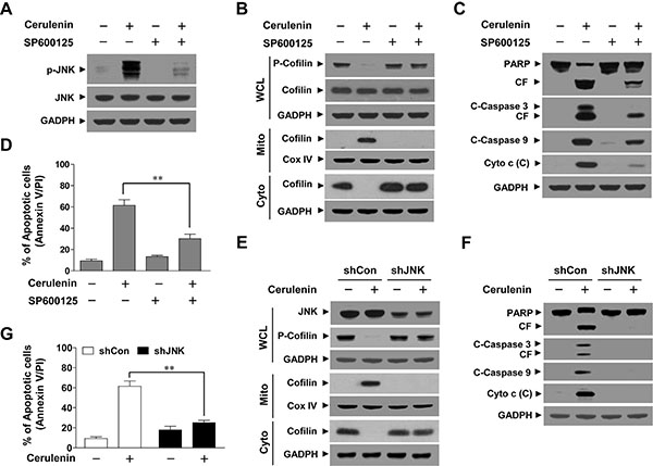 Inhibition of JNK by SP600125 or JNK siRNA abrogated cerulenin-induced apoptosis.