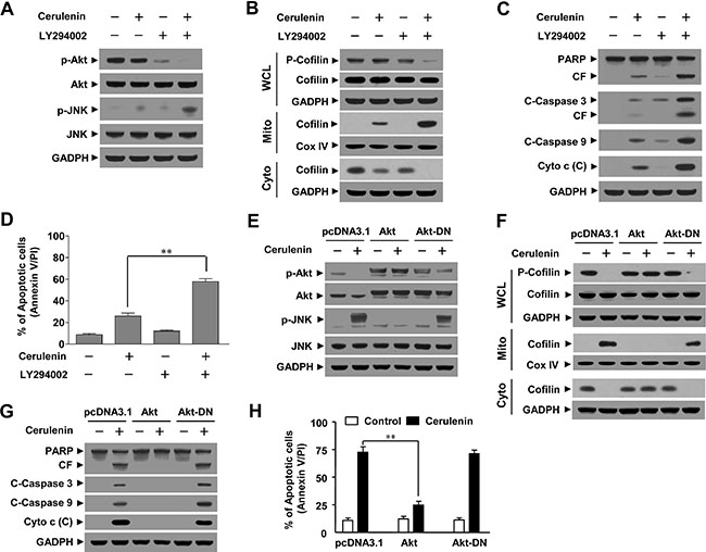 Inhibition of Akt by LY294002 enhanced cerulenin-induced apoptosis while constitutive activation of Akt protected cells from cerulenin-induced apoptosis.
