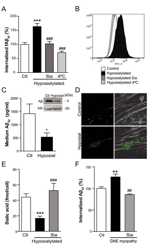 Cell hyposialylation favors A&#x3b2; internalization, which is dependent on clathrin and HSPG.