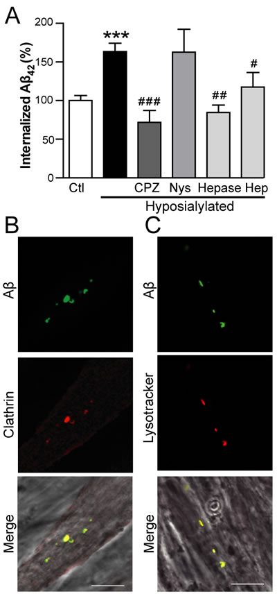A&#x3b2; internalization in hyposialylated C2C12 myotubes is dependent on clathrin and HSPG.