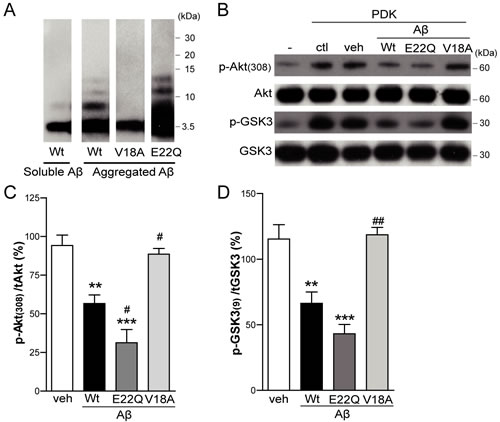 A&#x3b2; impairs Akt activation in