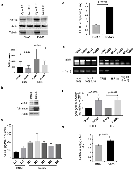 Nuclear localization of HIF-1&#x03B1; and induction of HIF-1 transcriptional activity following Rab25 expression.