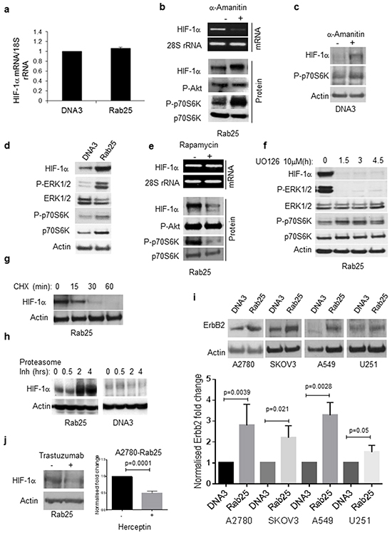 Rab25 induces HIF-1&#x03B1; protein through a translational mechanism.