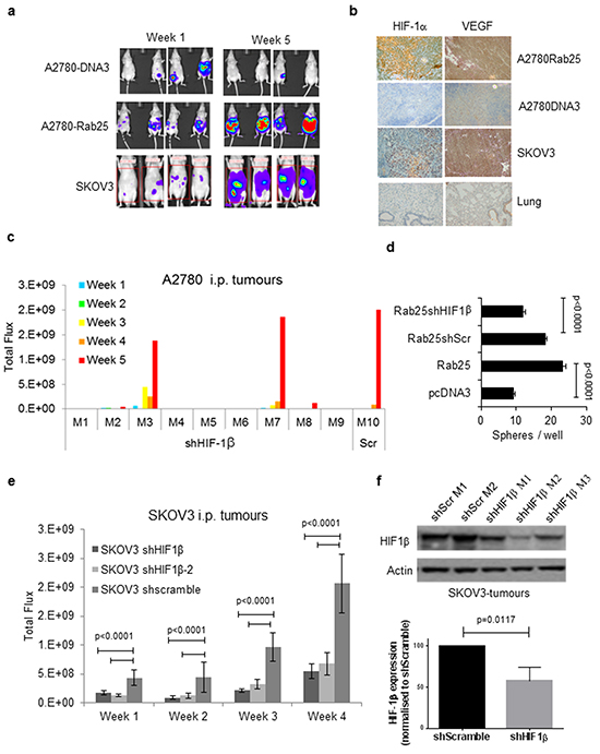 In vivo tumorigenic potential of A2780-Rab25 and SKOV3 cells is HIF1-dependent.
