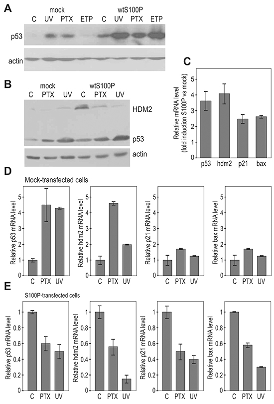 S100P affects the expression of p53 and its transcriptional targets.