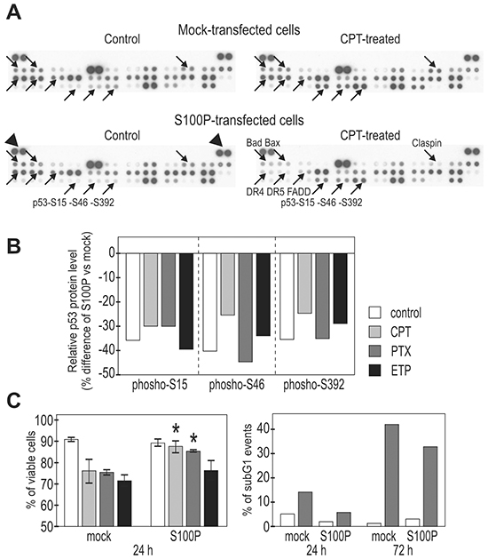 S100P influences the expression of cell death-associated proteins and improves cell viability.