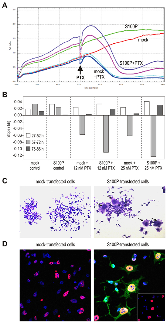 S100P induces the senescence-like morphology.