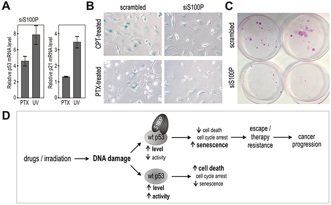 Suppression of endogenous S100P reduces senescence and survival, and supports the proposed mechanism of the S100P contribution to cancer progression.