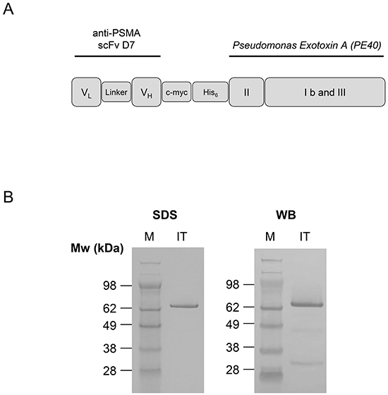Cloning, expression and purification of the anti-PSMA immunotoxin D7(VL-VH)-PE40.