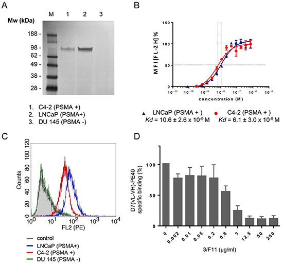 Binding of D7(VL-VH)-PE40 to PSMA positive prostate cancer cells.
