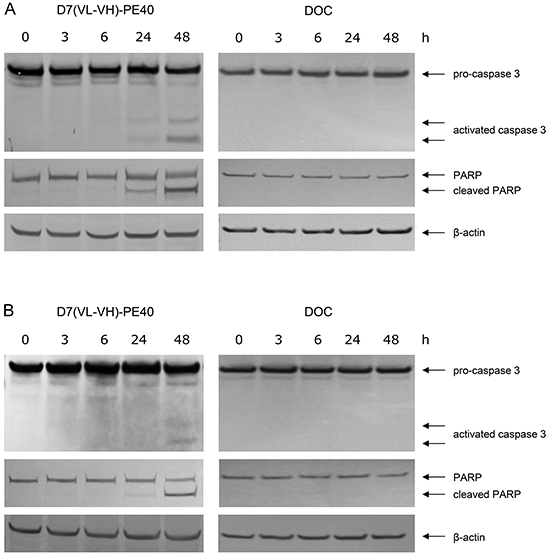 Induction of apoptosis by D7(VL-VH)-PE40 and DOC in prostate cancer cells.